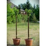 Csavart törzsű fűz 200cm