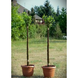 Csavart törzsű fűz 200cm