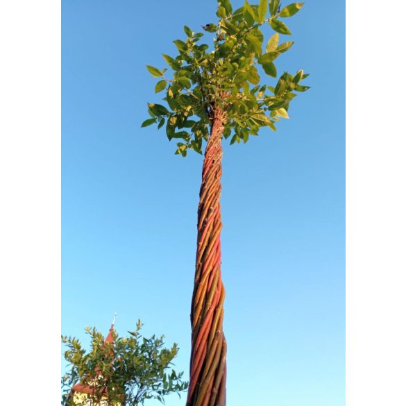 Csavart törzsű fűz 200cm