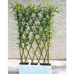 Fonott fűz térelválasztó fa balkonládában 150x60cm