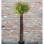 Fonott törzsű fa 150cm