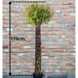 Fonott törzsű fa 150cm