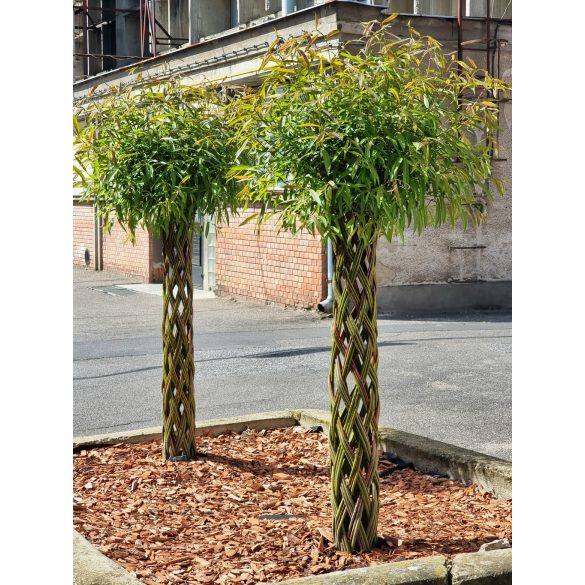 Fonott törzsű fa 150cm