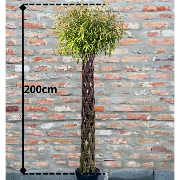 Fonott élő vessző kaspóban 180cm