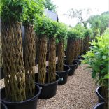 Fonott élő vessző kaspóban 180cm