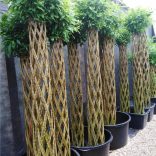 Fonott élő vessző kaspóban 180cm