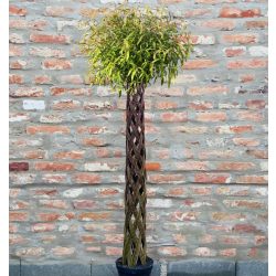 Fonott élő vessző cserépben 200cm