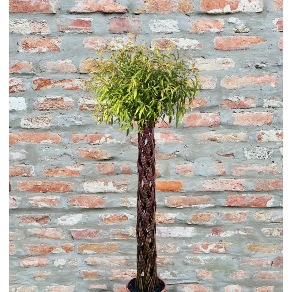 Fonott törzsű fűzfa 50cm